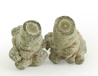 三七的頭數(shù)是什么？