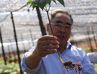 三七是做的最大、研究最好最深的中藥大品種