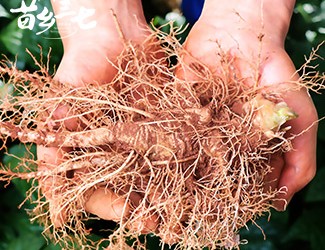 鮮三七和干三七哪個(gè)效果好，二者區(qū)別對(duì)比