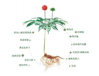 三七名字的由來跟它的功效有關(guān)