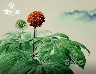 三七有副作用嗎？來看看歷史怎么說