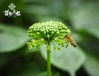 三七花的功效與作用，特殊體質(zhì)食用需注意