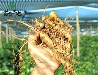 三七的功效與作用講解，從三七在血液系統(tǒng)的應(yīng)用分析