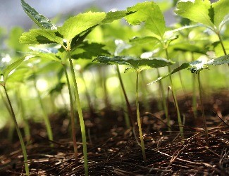 三七的一生——移栽、日常照料（三）