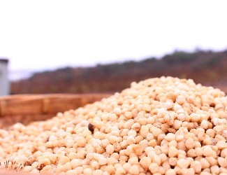 三七的一生——選種、選地（一）