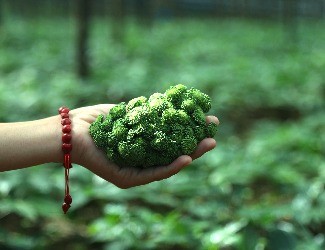 三七圖片大全：三七的一生——采花，采籽（四）