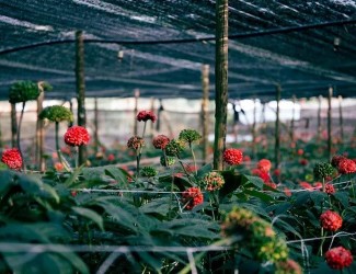 重磅炸彈！三七行業(yè)重大政策調(diào)整今年6月1日起開始實(shí)施！