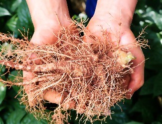 氣短乏力，胸悶心悸就喝——三七健心復(fù)脈酒