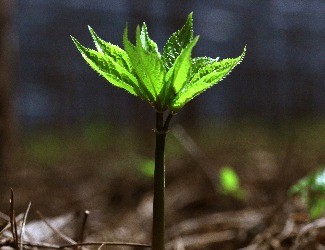 歷史上導(dǎo)致三七價(jià)格暴跌的罪魁禍?zhǔn)椎降资钦l(shuí)？（一）