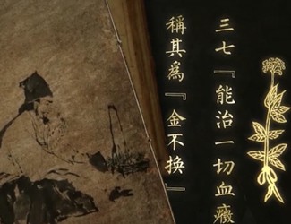 李時珍《本草綱目》中文山三七的功效及應(yīng)用