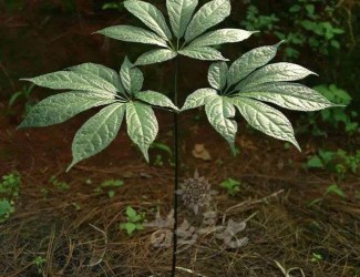 人有九種性格，三七粉有寒熱之分嗎？